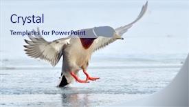  Presentation with duck - Beautiful presentation theme featuring winter bird - mallard duck landing on icy backdrop and a sky blue colored foreground