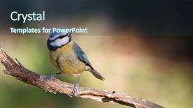  Presentation with winter blue - Amazing PPT layouts having winter bird - nice blue tit perched backdrop and a  colored foreground