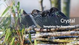  Presentation with rustic wood wooden frame - Colorful theme enhanced with winter bird - starlings sturnus vulgaris backdrop and a  colored foreground