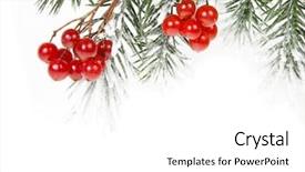  Presentation with winter border - Presentation theme enhanced with winter border - christmas branch with red berries background and a white colored foreground