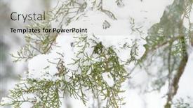  Presentation with blizzard - PPT theme consisting of winter-city-park-trees background and a light gray colored foreground