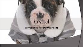  Presentation with puppy - Presentation with winter coat on white background background and a  colored foreground