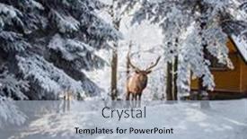  Presentation with antlers - Audience pleasing presentation design consisting of winter-coniferous-forest-red-deer backdrop and a light blue colored foreground