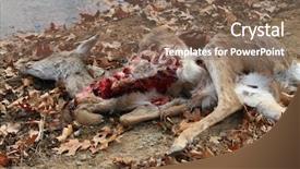  Presentation with dead cows - Beautiful slides featuring winter dow - dead deer killed by coyotes backdrop and a violet colored foreground
