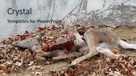  Presentation with dead cows - Slides having winter dow - dead deer killed by coyotes background and a light gray colored foreground