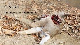  Presentation with deer - Cool new slides with winter dow - dead deer killed by coyotes backdrop and a coral colored foreground