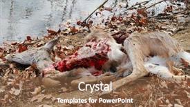  Presentation with wanted dead or alive - PPT theme having winter dow - dead deer killed by coyotes background and a tawny brown colored foreground