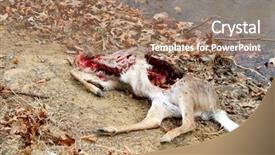  Presentation with deer - Colorful PPT theme enhanced with winter dow - dead deer killed by coyotes backdrop and a coral colored foreground