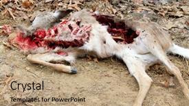  Presentation with deer - Audience pleasing presentation theme consisting of winter dow - dead deer killed by coyotes backdrop and a coral colored foreground