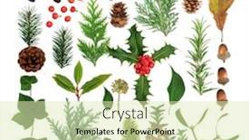  Presentation with flora fauna - Presentation enhanced with winter flora and fauna selection background and a soft green colored foreground