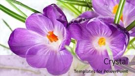  Presentation with purple floral snow - Amazing PPT layouts having winter flower - beautiful purple crocuses on snow backdrop and a lilac colored foreground