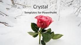  Presentation with rose flower - Slide deck with winter flower - beautiful rose in the snow background and a light gray colored foreground