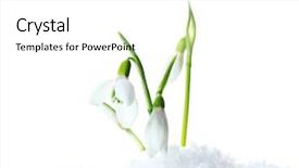  Presentation with white snow - Slide set enhanced with winter flower - beautiful snowdrops in snow isolated background and a white colored foreground