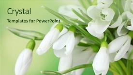  Presentation with beautiful green - Audience pleasing theme consisting of winter flower - beautiful snowdrops on green background backdrop and a mint green colored foreground