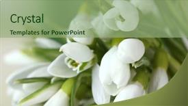  Presentation with beautiful green - Amazing presentation having winter flower - beautiful snowdrops on green background backdrop and a seafoam green colored foreground