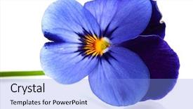  Presentation with blue flower - Slides having winter flower - blue violet on white background background and a light blue colored foreground