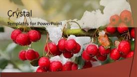 Presentation with berries - Beautiful presentation theme featuring winter flower - closeup image of red berries backdrop and a yellow colored foreground