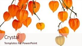  Presentation with events and decoration presentation - Amazing PPT layouts having winter flower - colorful autumn decoration background backdrop and a sky blue colored foreground