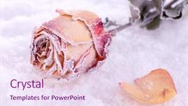  Presentation with snow - Cool new PPT theme with winter flower - dried rose covered with hoarfrost backdrop and a sky blue colored foreground