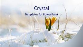  Presentation with snowdrop - PPT theme with winter flower - nice snowdrop in high mountain background and a sky blue colored foreground