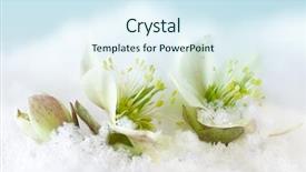 Presentation with rose flower - Slides with winter flower - petals of helleborus or christmas background and a sky blue colored foreground