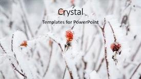  Presentation with rose flower - Amazing slides having winter flower - rose bushes covered with white backdrop and a light gray colored foreground