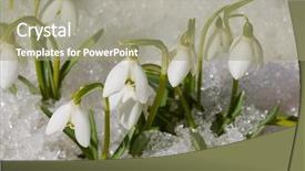  Presentation with purple floral snow - Slides with winter flower - snowdrops on snow background and a mint green colored foreground