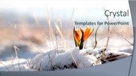  Presentation with snowdrop - Theme having winter flower - yellow snowdrop in high mountain background and a sky blue colored foreground