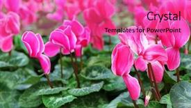  Presentation with greenhouse - PPT theme enhanced with winter flowers cyclamen flowers background and a coral colored foreground