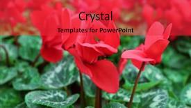  Presentation with tropical flowers close up - Beautiful PPT layouts featuring winter flowers cyclamen flowers backdrop and a red colored foreground
