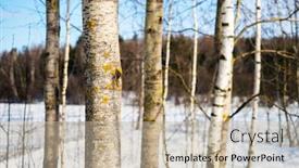  Presentation with winter forest - Presentation design consisting of winter-forest-aspen-and-birch background and a mint green colored foreground
