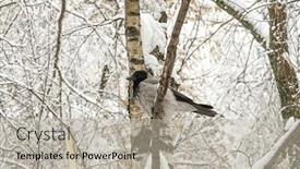  Presentation with crow - Audience pleasing PPT theme consisting of winter forest crow on a snowy tree branch backdrop and a light gray colored foreground