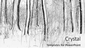  Presentation with forest winter - Beautiful presentation theme featuring winter forest panorama backdrop and a light gray colored foreground