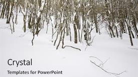  Presentation with winter forest - Audience pleasing presentation design consisting of winter forest valley of aspe pyrenees france backdrop and a white colored foreground