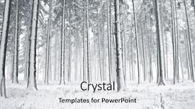  Presentation with pine trees - Theme consisting of winter forest with snow background and a white colored foreground
