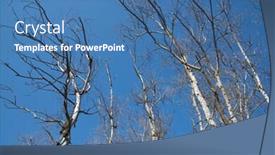  Presentation with winter forest - Theme having winter-forest-without-leaves background and a teal colored foreground