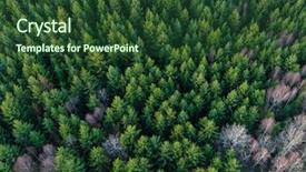  Presentation with forest winter - Presentation enhanced with winter forest without snow background and a tawny brown colored foreground