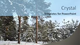  Presentation with winter forest - Audience pleasing PPT theme consisting of winter forest backdrop and a light blue colored foreground
