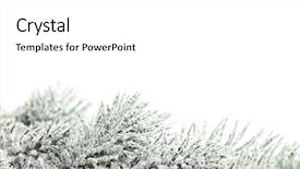  Presentation with snow tree cicular - Theme featuring winter frame - branch of christmas tree background and a white colored foreground