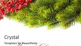  Presentation with holly - Amazing slide deck having winter frame - branch of christmas tree backdrop and a pink colored foreground