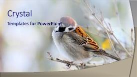  Presentation with sparrow - PPT layouts with winter free - male of a house sparrow background and a sky blue colored foreground