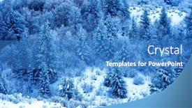  Presentation with pine trees - Presentation theme consisting of winter-frost-covering-pine-trees background and a teal colored foreground