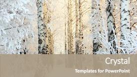  Presentation with woods - Colorful PPT theme enhanced with winter frozen birch woods backdrop and a coral colored foreground