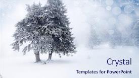  Presentation with trees - PPT theme with winter holiay blue - christmas background with snowy fir background and a  colored foreground