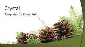  Presentation with spruce - Amazing PPT theme having winter holidays - spruce branches with pine cones backdrop and a white colored foreground