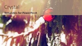  Presentation with cane - Audience pleasing PPT theme consisting of winter holidays and decoration concept - candy cane and christmas ball on fir tree branch covered with snow backdrop and a coral colored foreground