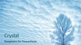  Presentation with winter landscape winter tree - Presentation design enhanced with scrape remnants of custard in a studio shot note soft focus at 100 best at smaller sizes background and a light gray colored foreground