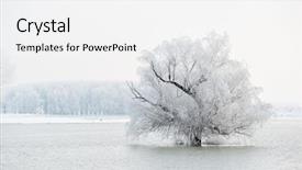  Presentation with winter landscape winter tree - PPT theme with winter landscape background and a white colored foreground