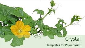  Presentation with melon - Cool new slides with winter melon squash vines backdrop and a seafoam green colored foreground