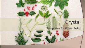  Presentation with pine cone - PPT layouts enhanced with winter nature study with holly background and a soft green colored foreground